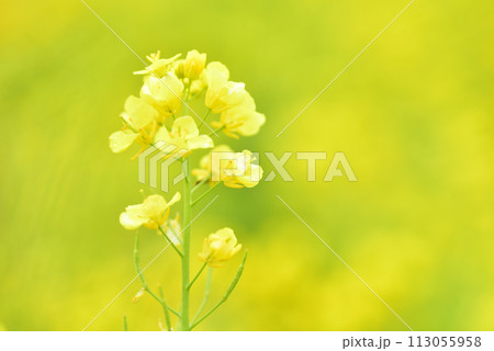 菜の花 菜の花 113055958