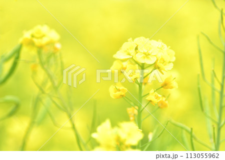 菜の花 菜の花 113055962