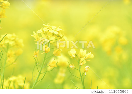 菜の花 菜の花 113055963
