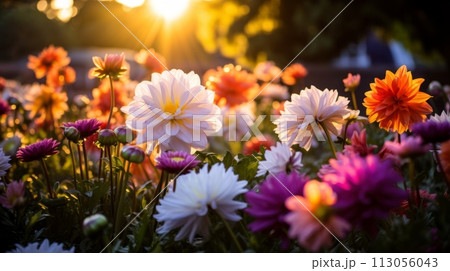 Vibrant field of flowers illuminated by the radiant sun 113056043