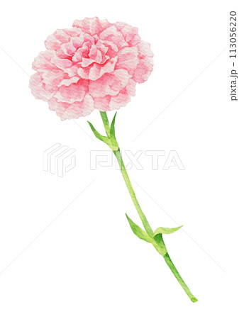Pink carnation watercolor. 113056220