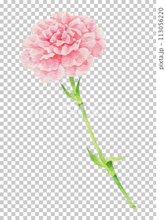Pink carnation watercolor. 113056220