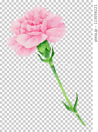 Pink carnation watercolor. 113056221