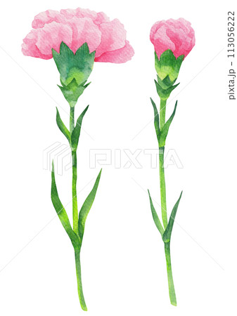 Pink carnation watercolor. 113056222