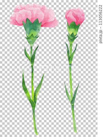 Pink carnation watercolor. 113056222