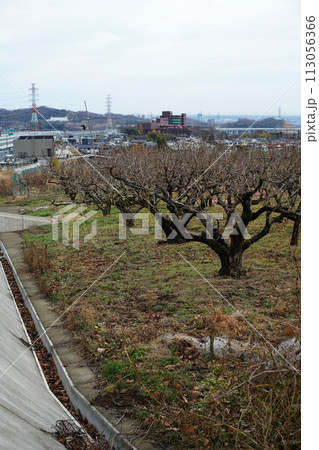 中山間地域の小さな柿畑 113056366