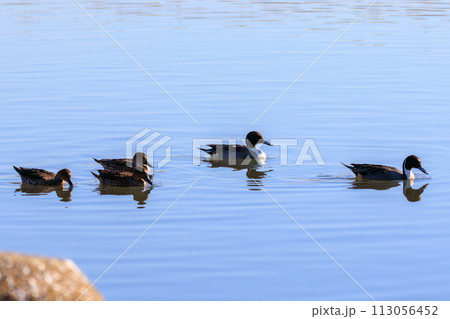 美しいオナガガモ（カモ科）の群れ。  日本国東京都大田区、多摩川六郷橋緑地にて。 2023年12月1 113056452