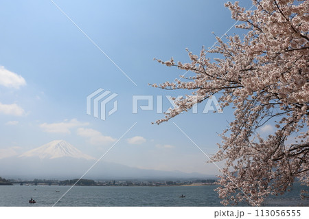 富士山をバックに満開の桜 sakura full bollm behind Mt. Fuji 113056555