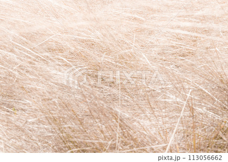枯草の背景素材 113056662