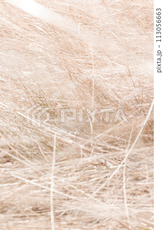 枯草の背景素材 113056663
