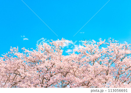 青い空と満開の桜 青い空と満開の桜 113056691