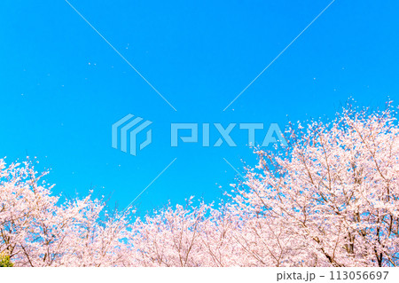 青い空と満開の桜 青い空と満開の桜 113056697