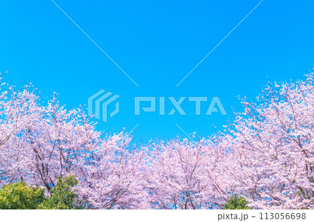 青い空と満開の桜 113056698
