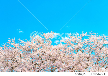 青い空と満開の桜 青い空と満開の桜 113056721