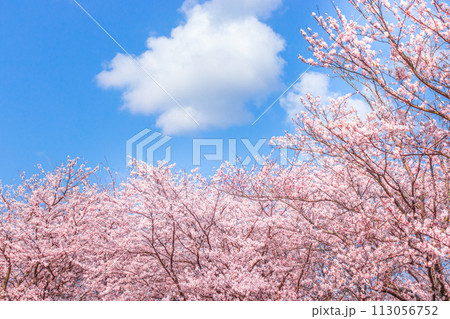 青い空と満開の桜 青い空と満開の桜 113056752
