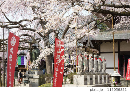 六地蔵尊しだれ桜 六地蔵尊しだれ桜 113056821