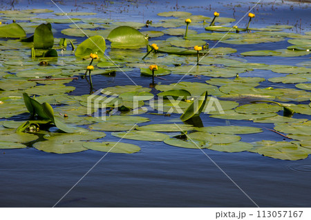 Yellow water flowers (Nuphar Lutea) 113057167