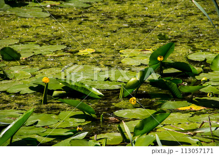 Yellow water flowers (Nuphar Lutea) 113057171
