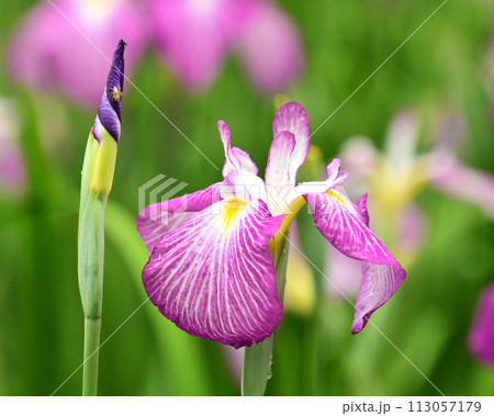 美しい花菖蒲(ハナショウブ/Japanese iris) 美しい花菖蒲(ハナショウブ/Japanese iris) 113057179