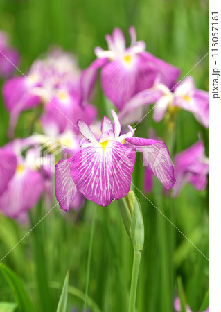 美しい花菖蒲(ハナショウブ/Japanese iris) 美しい花菖蒲(ハナショウブ/Japanese iris) 113057181
