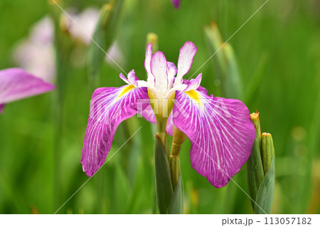 美しい花菖蒲（ハナショウブ/Japanese iris） 113057182