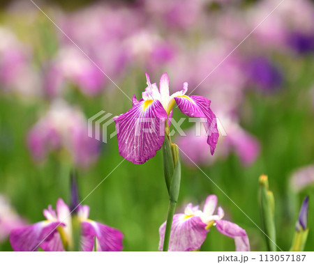 美しい花菖蒲(ハナショウブ/Japanese iris) 美しい花菖蒲(ハナショウブ/Japanese iris) 113057187