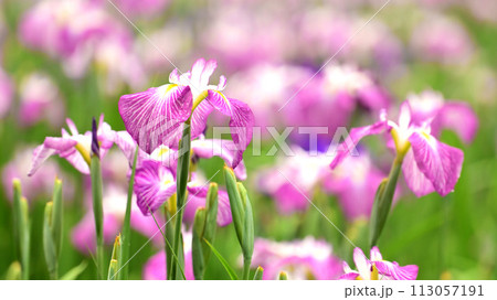 美しい花菖蒲（ハナショウブ/Japanese iris） 113057191