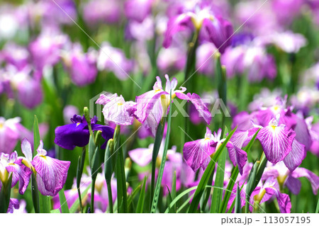 美しい花菖蒲(ハナショウブ/Japanese iris) 美しい花菖蒲(ハナショウブ/Japanese iris) 113057195