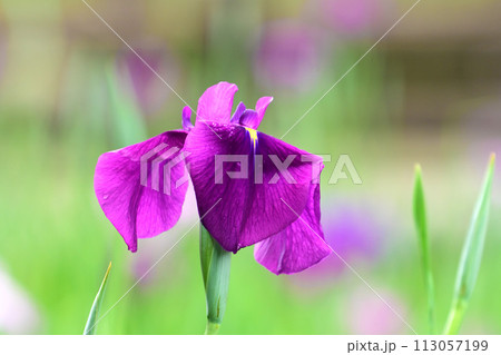 美しい花菖蒲(ハナショウブ/Japanese iris) 美しい花菖蒲(ハナショウブ/Japanese iris) 113057199