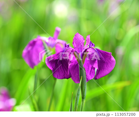 美しい花菖蒲（ハナショウブ/Japanese iris） 113057200