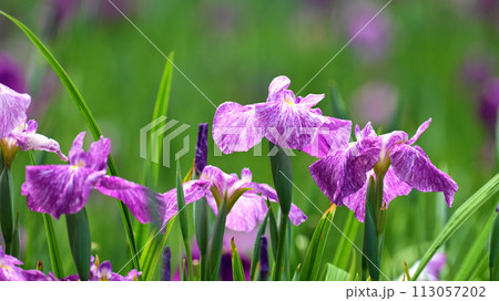 美しい花菖蒲（ハナショウブ/Japanese iris） 113057202