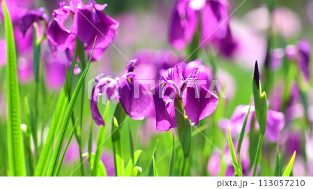 美しい花菖蒲（ハナショウブ/Japanese iris） 113057210