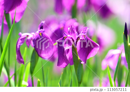 美しい花菖蒲(ハナショウブ/Japanese iris) 美しい花菖蒲(ハナショウブ/Japanese iris) 113057211