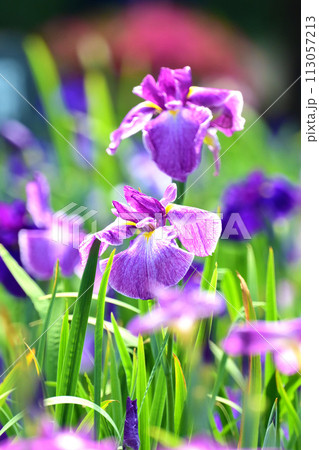 美しい花菖蒲（ハナショウブ/Japanese iris） 113057213