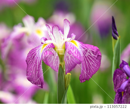 美しい花菖蒲(ハナショウブ/Japanese iris) 美しい花菖蒲(ハナショウブ/Japanese iris) 113057222