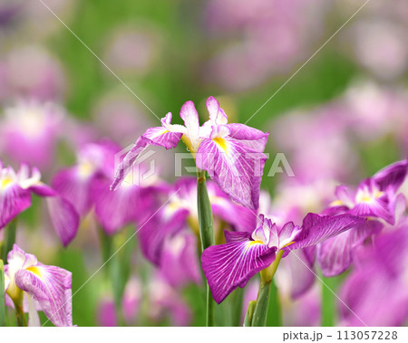 美しい花菖蒲（ハナショウブ/Japanese iris） 113057228