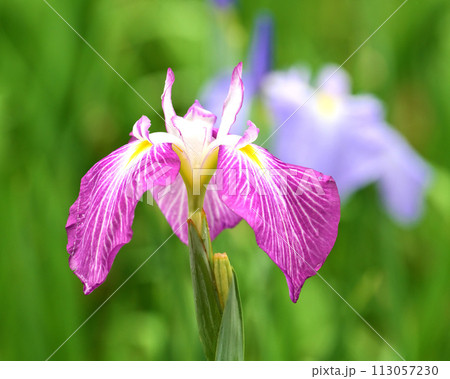 美しい花菖蒲（ハナショウブ/Japanese iris） 113057230