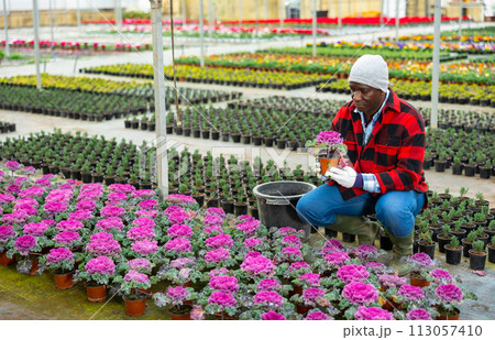 African american man farmer is engaged in growing ornamental cabbage 113057410