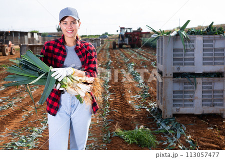 Hired worker woman harvests leek and puts it in boxes on field 113057477