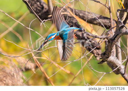 餌を捕らえるために水に飛び込む可愛いカワセミ（カワセミ科）。  日本国千葉県松戸市、江戸川河川敷にて 113057526