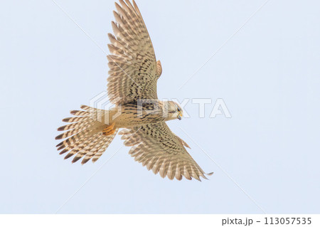 ホバリングする美しいチョウゲンボウ(ハヤブサ科)。 日本国千葉県松戸市、江戸川河川敷にて。 202 ホバリングする美しいチョウゲンボウ(ハヤブサ科)。 日本国千葉県松戸市、江戸川河川敷にて。 202 113057535