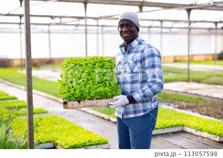 Farmer holding trays for seedling with lettuce 113057598