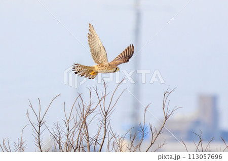 飛翔する美しいチョウゲンボウ（ハヤブサ科）。  日本国千葉県松戸市、江戸川河川敷にて。 2023年1 113057696