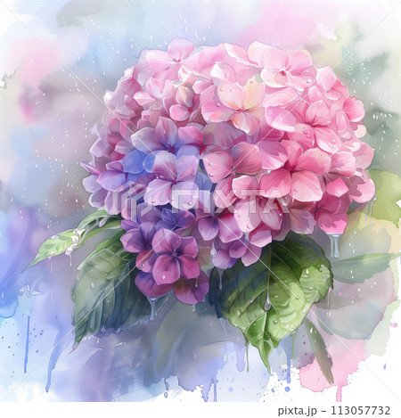 雨の季節に咲く、紫陽花 水彩画 （hydrangea -紫陽花-」という