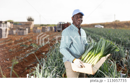 Farmer posing with leek crop on field Farmer posing with leek crop on field 113057735