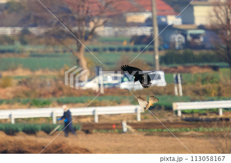 カラスと争う美しいチョウゲンボウ（ハヤブサ科）。  日本国千葉県松戸市、江戸川河川敷にて。 2023 113058167