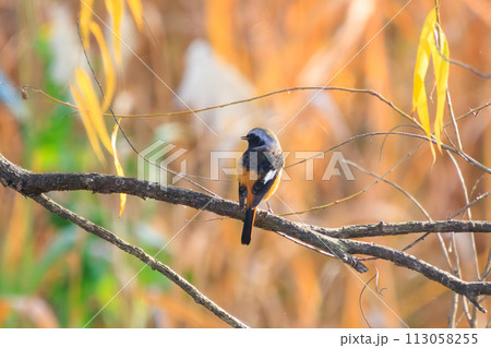 さえずる可愛いジョウビタキ（ヒタキ科）。日本国千葉県松戸市、江戸川河川敷にて。 2023年12月16 113058255