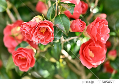 和風イメージ　ツバキ(椿：Camellia) 113058311