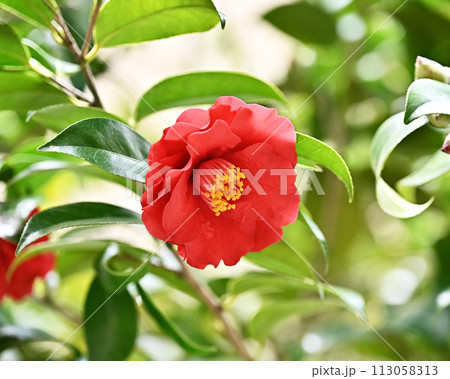 和風イメージ ツバキ(椿:Camellia) 和風イメージ ツバキ(椿:Camellia) 113058313