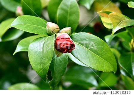 和風イメージ ツバキ(椿:Camellia) 和風イメージ ツバキ(椿:Camellia) 113058316